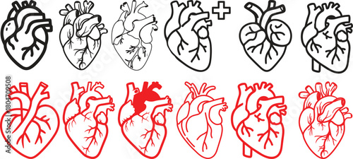 Anatomical heart icon set.Human anatomy internal organ set with brain lung intestine heart kidney liver and stomatch.Healthy Cardiovascular Organ Symbol Collection on White Background and red.
