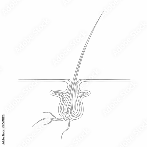 Close-up of a hair follicle and hair shaft, illustrating biological structure and growth cycle