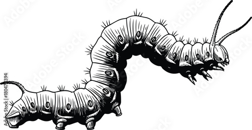 Detailed black and white illustration of a crawling caterpillar close up view.