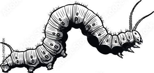 Detailed black and white illustration of a caterpillar crawling on a surface 1.