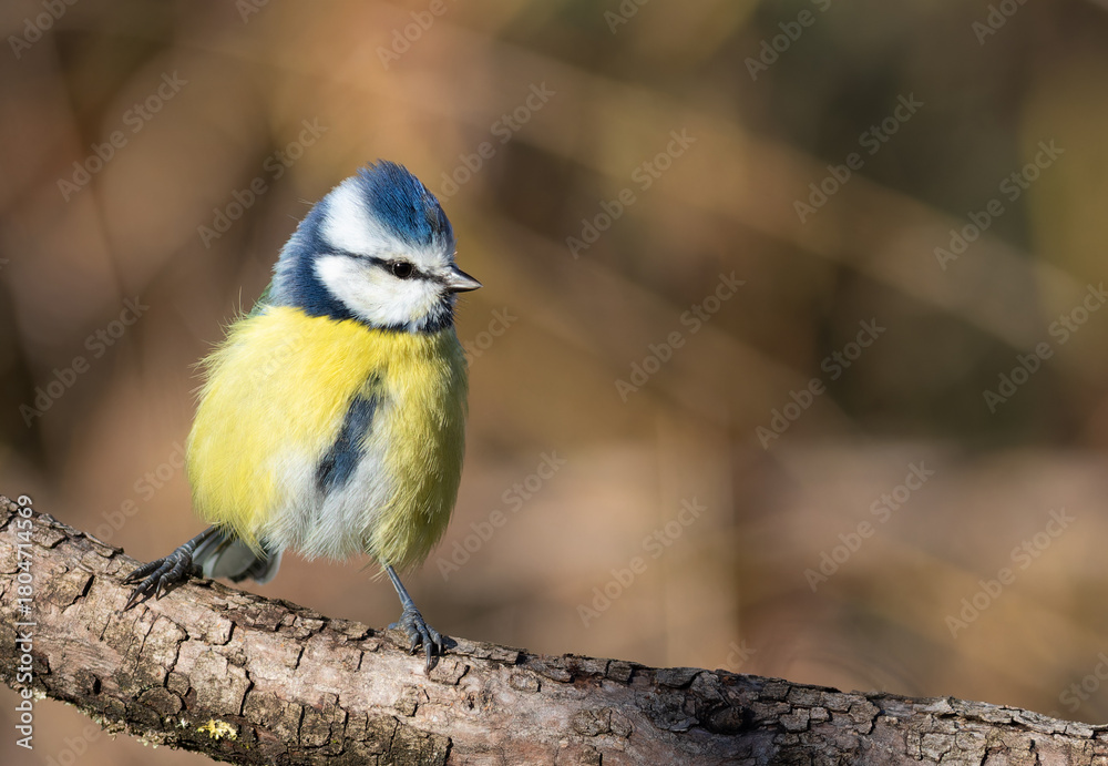 Fototapeta premium Eurasian blue tit, Cyanistes caeruleus. A bird sits on a branch, the wind ruffles its feathers