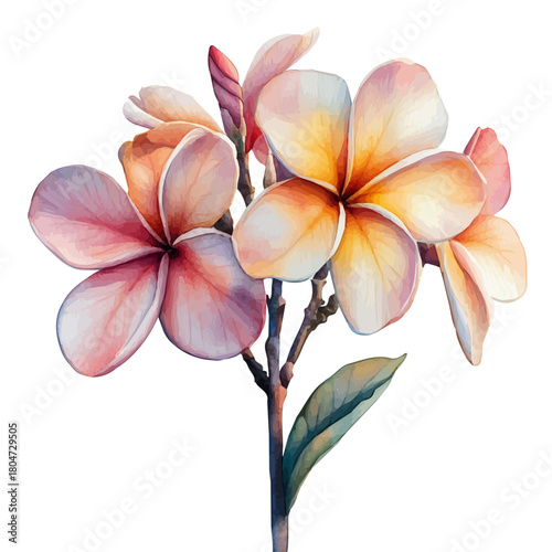 Plumeria Rubra, watercolor painting vector, isolated on a white background.