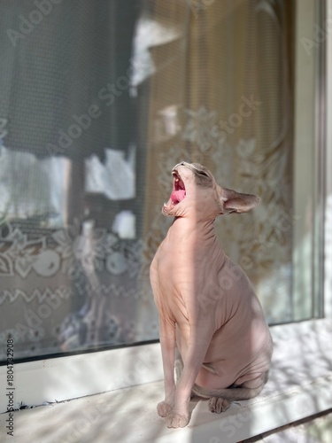 funny sphinx cat