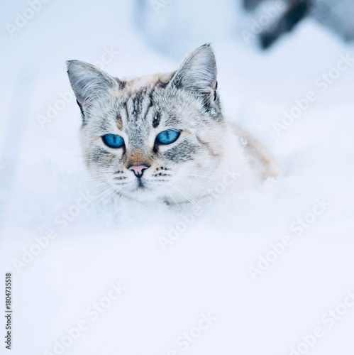 Wall Mural cat in snow