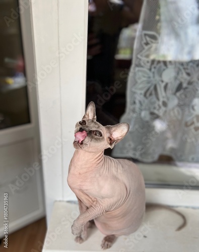funny sphinx cat