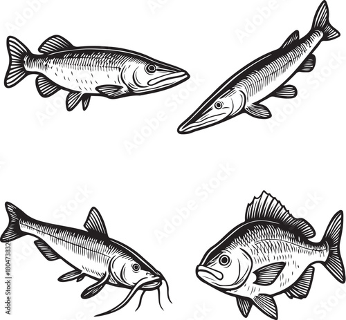 fish pike, gar, catfish, and perch ? black and white vector with scale hatching.eps