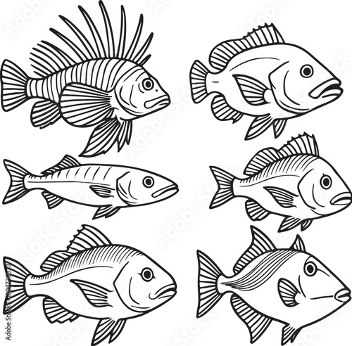 coral reef predators lionfish grouper snapper and triggerfish ? fin rays as evenly spaced vector lines ? black and white vector.eps