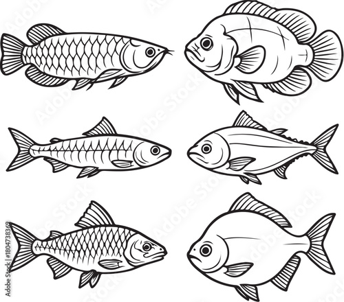 large freshwater fish arowana oscar pleco and pacu black and white vector.eps