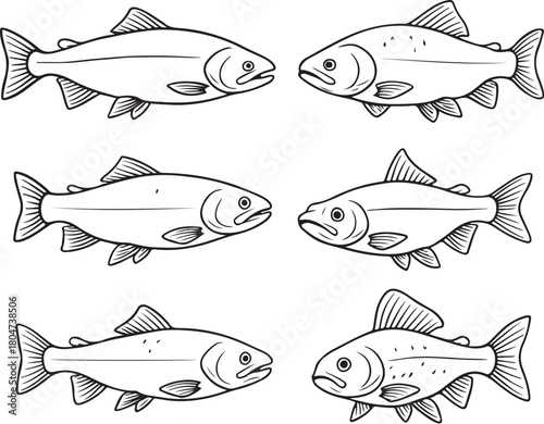 cold-water fish salmon arctic char rainbow trout and grayling black and white vector.eps