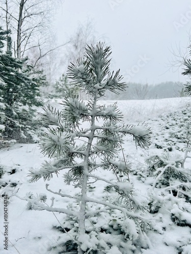 trees after snowfall