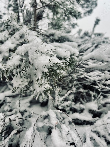 trees after snowfall
