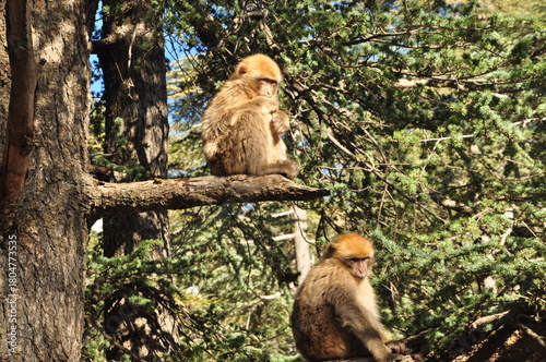 Canvas Print Two monkey on the Three branch