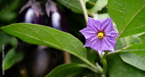 Auberginen Solanum melongena aus dem eigenen Garten