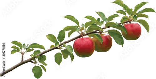 Fresh red apples hanging on a branch with green leaves against a white background