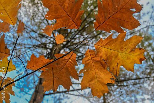 Orange leaves of oak tree in Autumn season against a blue sky in a forest at daytime