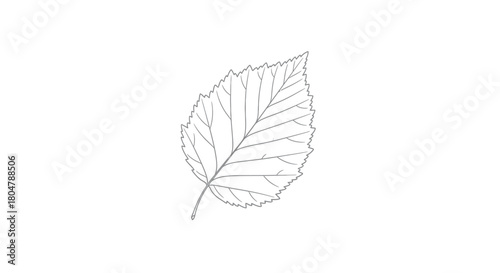 Poplar Leaf Unique Botanical Line Art vector illusration