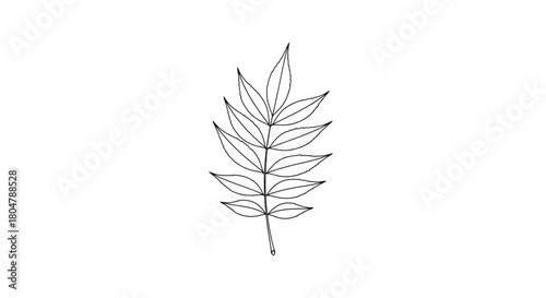 Poplar Leaf Detailed Leaf Outline Botanical Art vector illusration