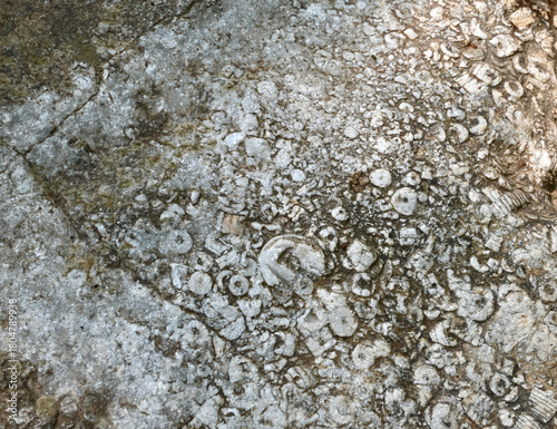 Crinoid fossils in limestone rock in riverbed