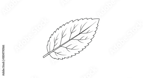 Poplar Leaf Natural Botanical Line Artwork vector illusration