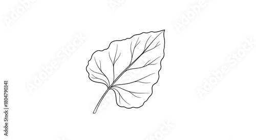 Poplar Leaf Hand Drawn Botanical Outline vector illusration