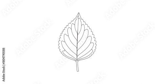Poplar Leaf Simple Botanical Illustration vector illusration