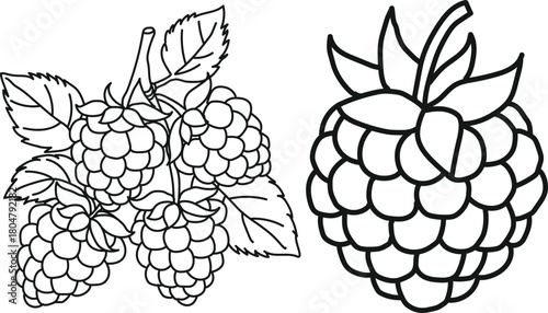 Detailed line art illustration of fresh raspberries with leaves showcasing botanical accuracy