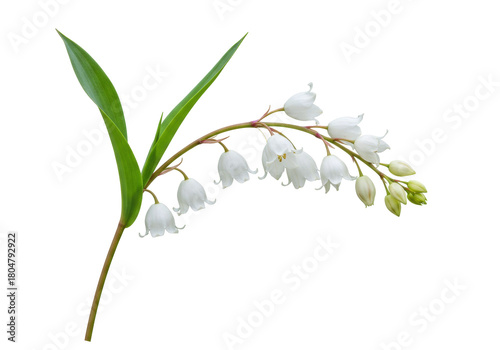 Foto Isolated stem of delicate Lily of the Valley flowers, a symbol of springtime reb