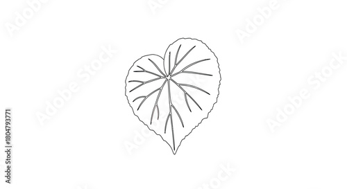 Poplar Leaf Organic Botanical Line Drawing vector illusration