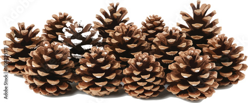 Group of brown pine cones with one partially covered in white against white backdrop