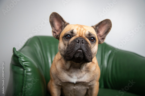 Close-up of a Tan and black French bulldog sitting on a green leather armchair