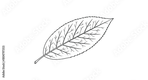 Poplar Leaf Smooth Line Botanical Drawing vector illusration
