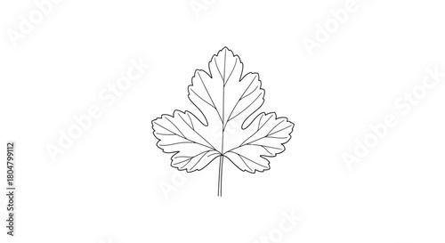 Poplar Leaf Organic Shape Botanical Art vector illusration