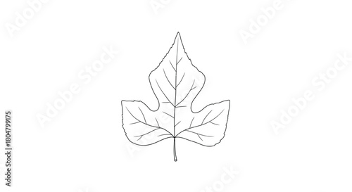 Poplar Leaf Silhouette Botanical Line Art vector illusration