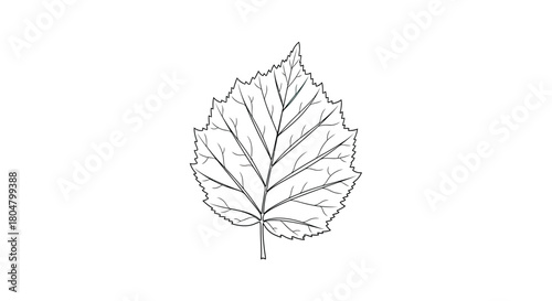 Poplar Leaf Botanical Clean Outline vector illusration