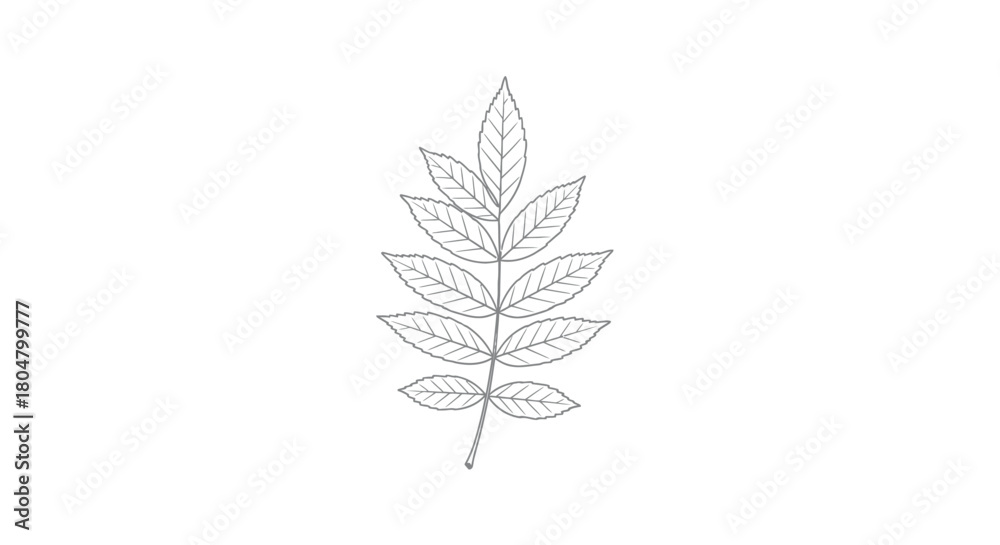 Fototapeta premium Poplar Leaf Botanical Beauty Outline vector illusration