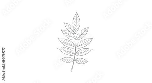 Poplar Leaf Botanical Beauty Outline vector illusration