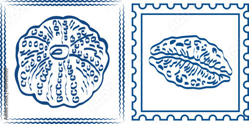 Two vintage postage stamps featuring detailed illustrations of different seashells