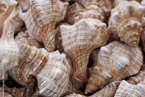 Fototapeta Naklejka Na Ścianę i Meble -  Close-up of beautiful spiral seashells with pastel tones. Marine texture background from ocean shells collection. Many empty seashell for sale at street market. Souvenirs from Greece
