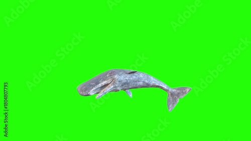 Sperm whales die in water green background