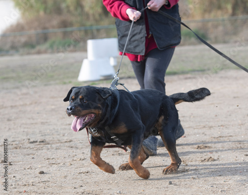 Bild auf Leinwand training of rottweiler