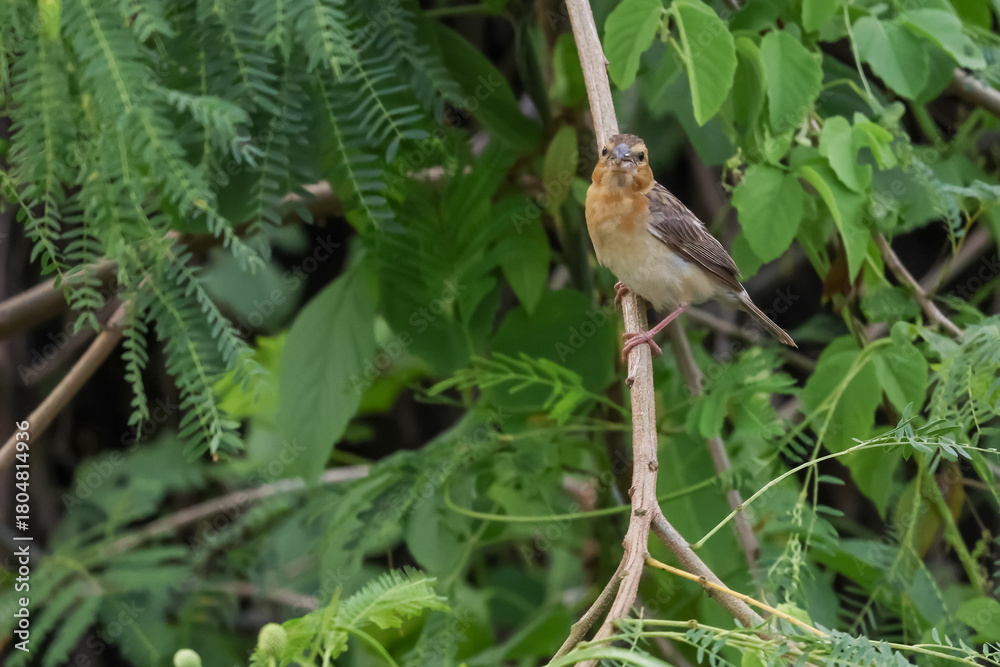 Fototapeta premium The bird is rest and stay in the tree