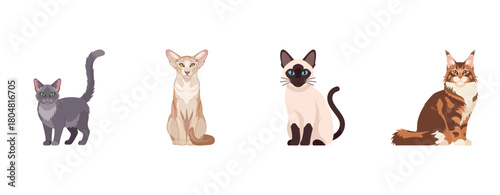 Illustrated overview of four cat breeds: gray, oriental, siamese, and maine coon