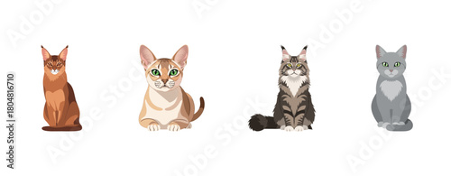 Illustration of four cats: abyssinian, bengal, maine coon, and russian blue on white background