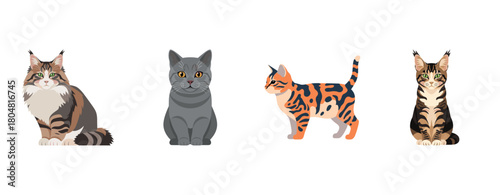 Four cartoon cats: maine coon, british shorthair, patchy, tabby illustrations