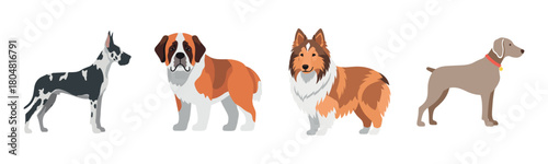 Great dane, saint bernard, collie, and weimaraner dog breeds on white background