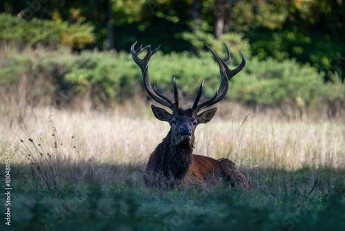 Tableau sur toile Portrait of a mature Red deer stag on the lookout ruminating lying in a plain during the rut