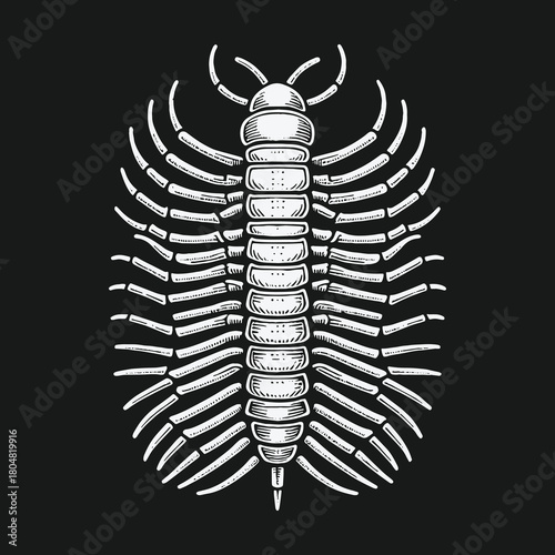 Vintage centipede illustration in a detailed engraving style.