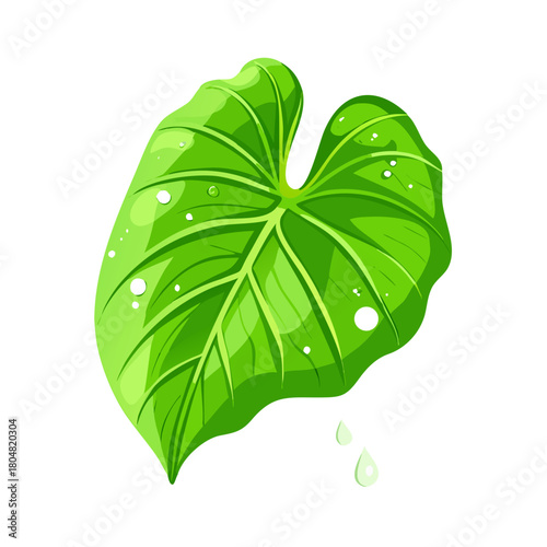 Big green elephant ear leaf in a lush forest of amazing sunlight with water droplets after a fresh rain.
