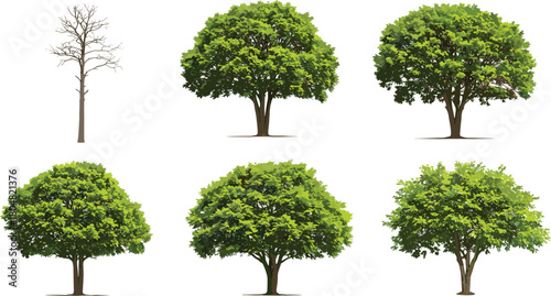 Leafless tree, green leafy trees, dense foliage, rounded canopy, seasonal forest, ornamental plants, natural greenery, landscape design, decorative nature, botanical illustration
