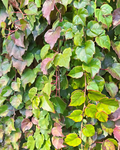 large quantity of drooping leaves of the hedge with detail of the younger plants